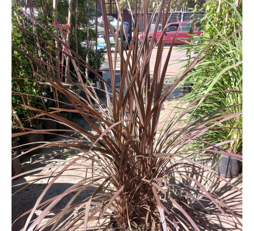 Cordyline Australis, Plantas Ornamentales E10