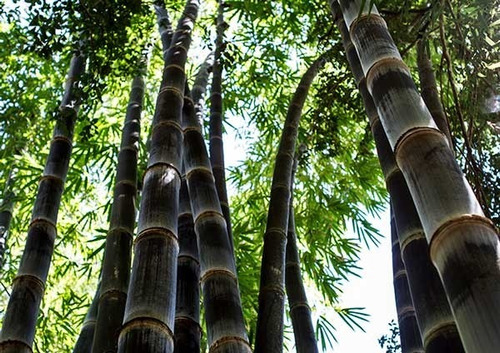 100 Semillas De Bambu Negro 