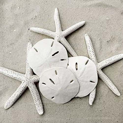 Decoración de estrella de mar, paquete de 12 estrellas de mar blancas  surtidas de 2 a 3 pulgadas, estrella de mar para manualidades, decoración  de