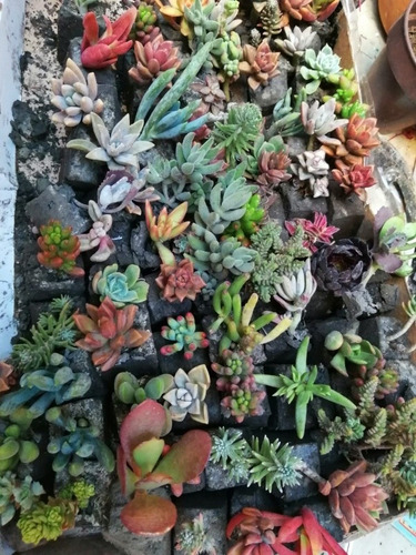 Imagen 3 de 3 de Suculentas Miniatura Sin Maceta Más Gastos De Envío 30 Pzas