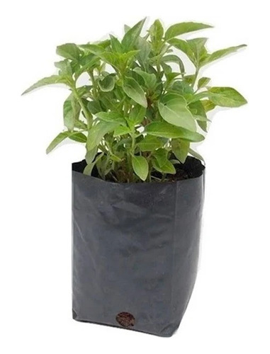 Albahaca Pack De 3 Plantas