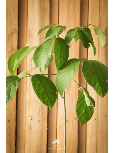 Muda De Ipê Branco Altura De 0,40 Cm A 0,80 Cm