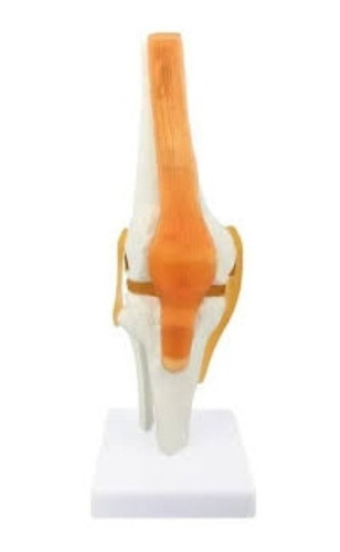 Modelo Anatomico De La Rodilla Humana Con Ligamentos