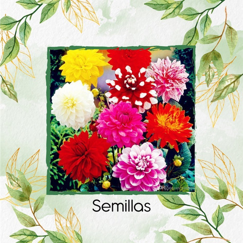 120 Semillas Flor Dalia Decorativa  + Obsequio Germinación