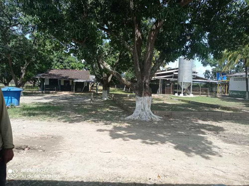 Imagen 13 de 17 de Finca De 12 Hectareas De Gallinas Ponedoras En Villa De Cura