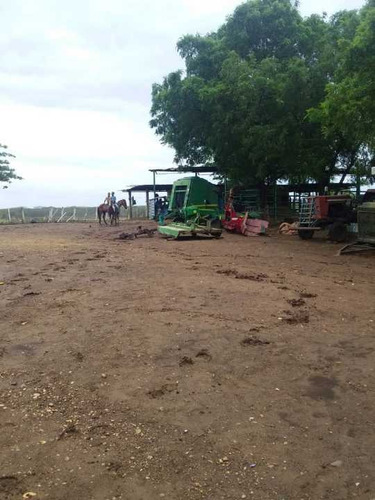 Imagen 4 de 14 de Finca 2.500 Hectáreas En Guárico, Vía El Sombrero
