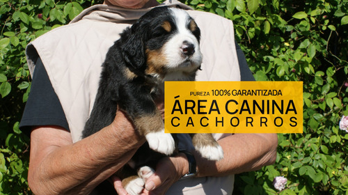 Boyero De Berna 100% Puros En San Vicente - Area Canina