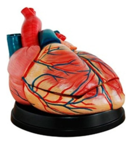 Modelo Anatómico Corazón Humano Grande (Usado)