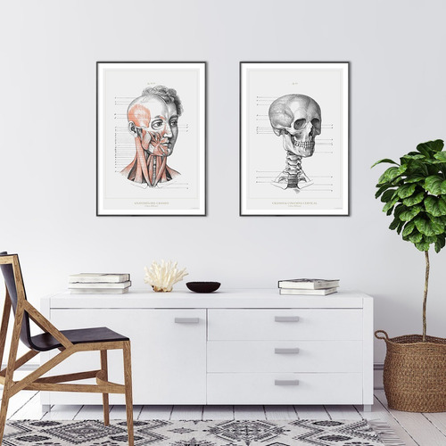 Anatomía Humana 35-36-37-38 Póster Lámina Antiguo Decoración