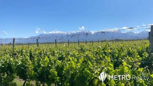 Viñedo Premium En Valle De Uco