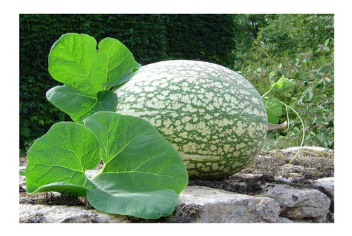 + De 700 Semillas De Chilacayote Organico Cucurbita 100 Gr