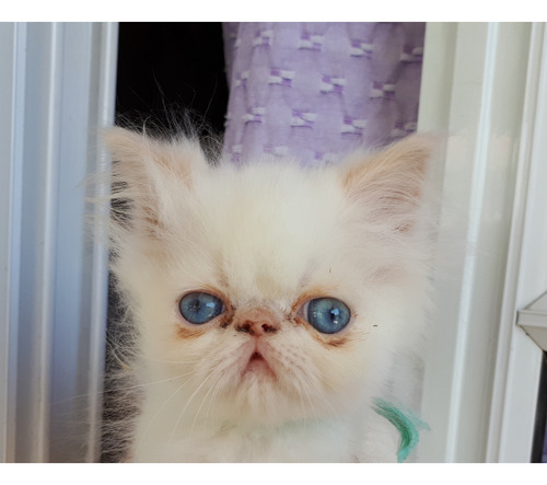 Gatitos Himalayos S/pedigree Red Point Blanco