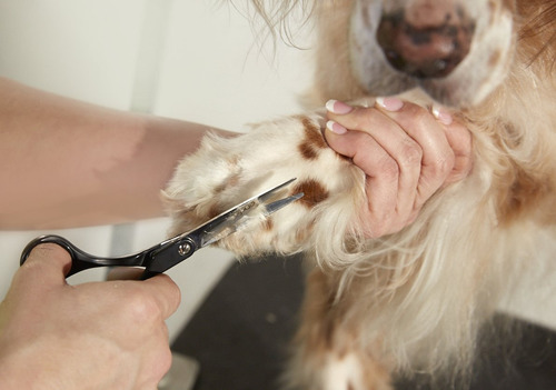 Tesoura Reta Andis Professional Para Cuidar De Cães E Gatos