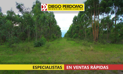Campo Forestal De 117 Has En Venta, San José