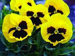 Pensamiento Amarillo 30 Semillas Media Sombra O Sol Sdqro2