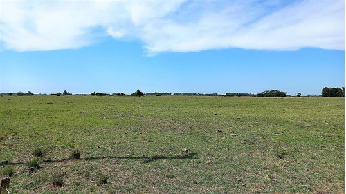 Imagen 19 de 23 de Poblet - 179 Has Con Casco Y Mejoras - Baum Propiedades