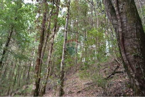 Venta Parcela Pucón Con Acceso A Rio Carhuello