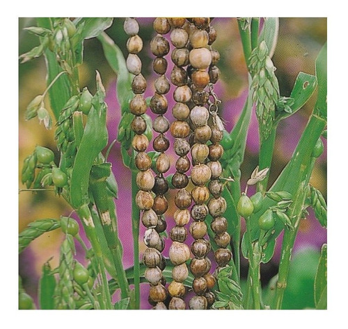 Sementes De Lagrima De Nossa Senhora Para Cultivo Coyx 