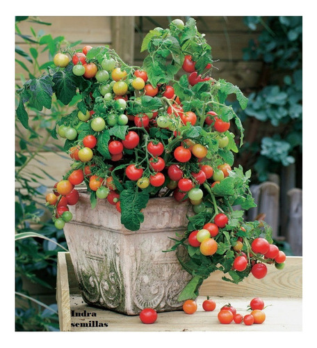 Tomate Cherry Cereza Made In Holanda (semillas Premiun)