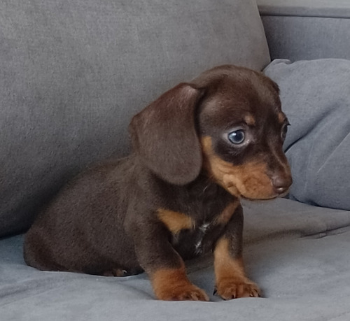Cachorros Salchicha Mini Dachshund Macho Piedbald Chocolate Piedbald