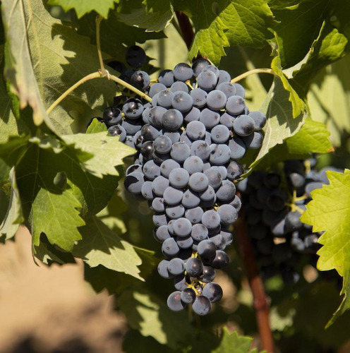 Planta Trepadora Uva Tinta Variedad Cabernet Sauvignon