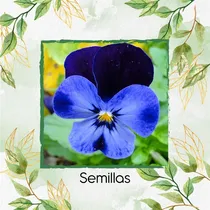 Comprar 100 Semillas Flor Pensamiento Azul + Obsequio Germinación