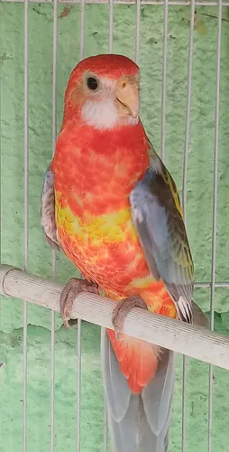 Rosellas Loras Australianas Agapornis Cocotillas