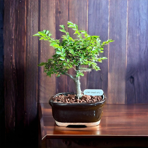 Bonsai Planta Olmo Chino 12 Años 30cm Maceta Esmaltada Nº4