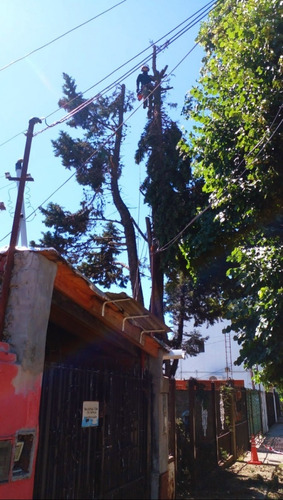 Poda De Arboles Tala Extracciones Palmera Whatsap 1528694955