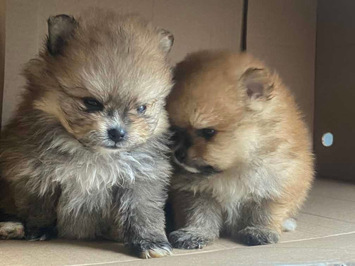 Sptiz Alemao (lulu Pomerania )