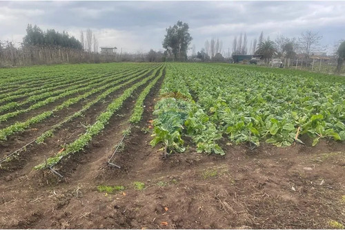 Terreno Agrícola En Rauco: Inversión Ideal