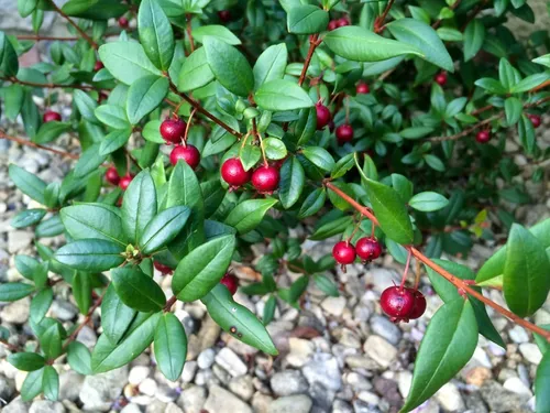Planta De Murta - Murtilla (ugni Molinae) Frutal Nativo!!