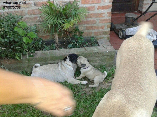Imagen 5 de 7 de Pug Y Chihuahua