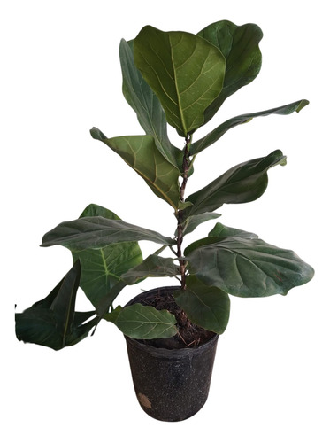 Ficus Pandurata Lyrata  , 70 Cms Alto , Hermosa