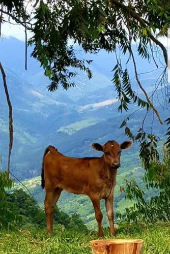 Se Vende Finca En Génova Quindío 