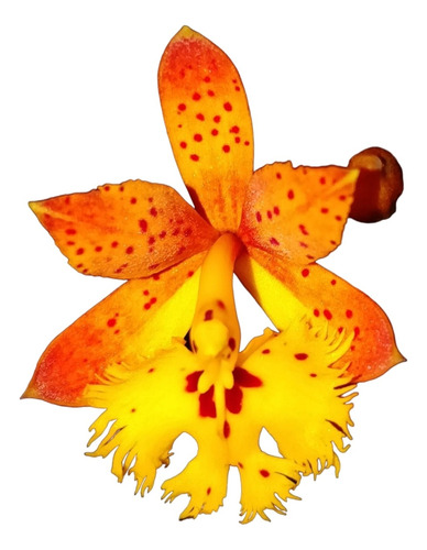 Orquídea Epidendron Fulguen Adulta