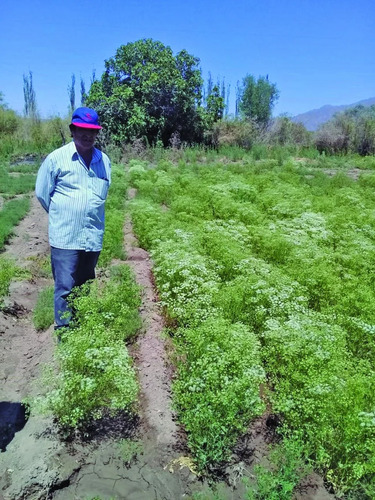 1 Gr. Semillas De Comino Siembra Hasta 250 Plantas