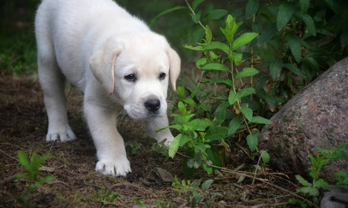 Cachorras Puras En San Vicente Y Canning, Crianza Con Amor