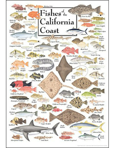 Pósteres Earth Sky + Water Poster - Fishes Of The California