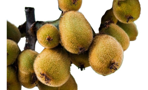 Plantas De Kiwi X2u (casal Macho+hembra)