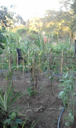 Imagem 8 de 8 de Chácara À Venda Na Estrada Luizinho, Caju, Nova Santa Rita - Rs - Liv-15932