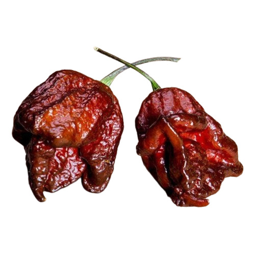 Semillas Aji Picante Carolina Reaper Chocolate