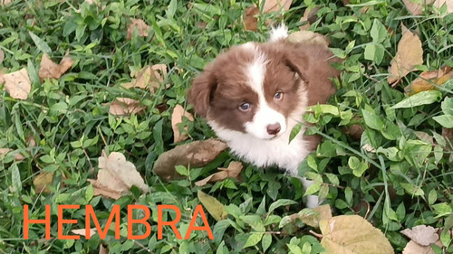 Cachorros Border Collie Clásicos Y Merle 