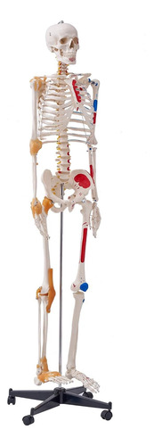 Modelo Esqueleto Humano Tamaño Real Anatomía Pvc 71.65 PuLG