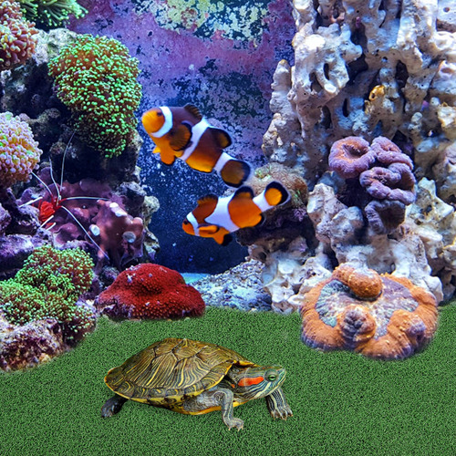 Plataforma De Escalada Para Tortugas, Césped, Tortuga, Repti