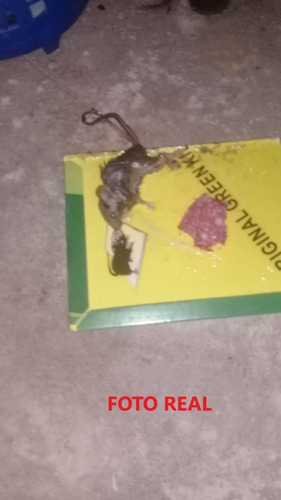 Trampa Pegamento Para Ratones, Ratas, Roedores Doble
