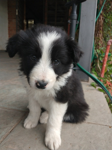 Imagen 9 de 10 de Cachorros Boder Collie