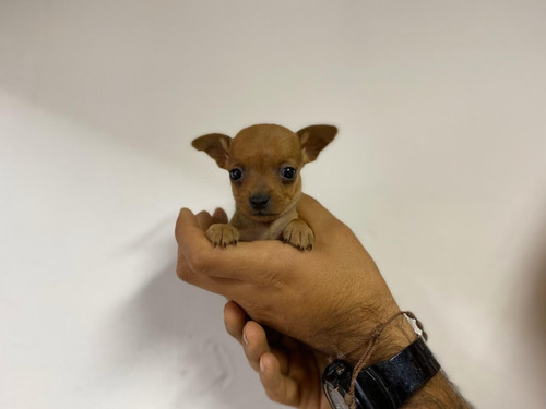 Imagen 5 de 5 de Perro Pincher Marron Mascotas Rionegro Medellín Bogota