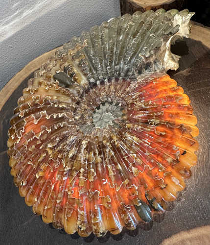 Amonita Madagascar Fosil Ammonite 1.732 Grs Triple Aaa