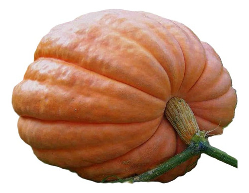 Sobre Para Sembrar 15 Plantas De Planta Calabaza Gigante